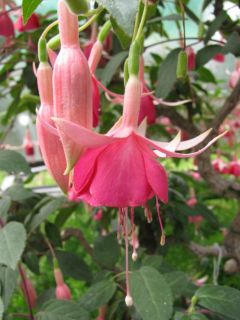 Fuchsienbild Dirk van Delen 01