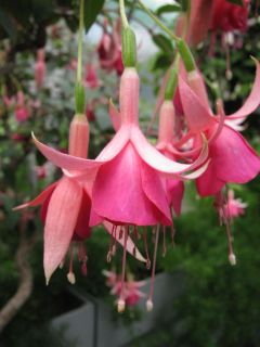 Fuchsienbild Dirk van Delen 02