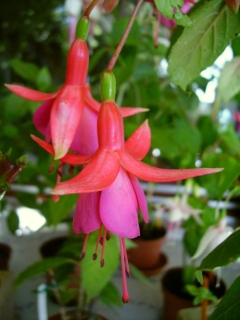 Fuchsienbild Display 01