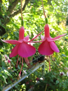 Fuchsienbild Display 02