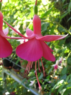 Fuchsienbild Display 03