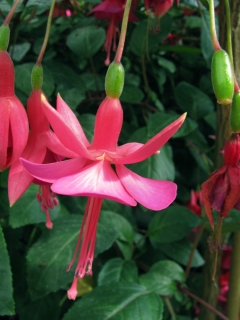 Fuchsienbild Display 04