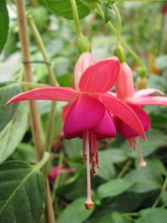 Fuchsienbild Domian 01