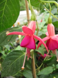 Fuchsienbild Domian 02