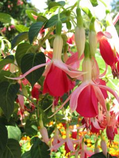 Fuchsienbild Dorothy 02