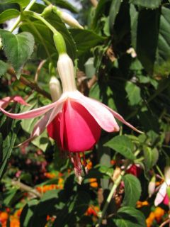 Fuchsienbild Dorothy 04