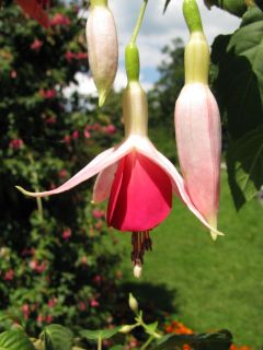 Fuchsienbild Dorothy 05