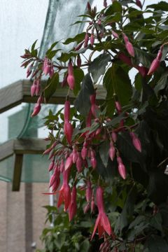 Fuchsienbild Dorrian Brogdale 01