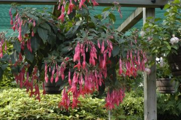 Fuchsienbild Dorrian Brogdale 02