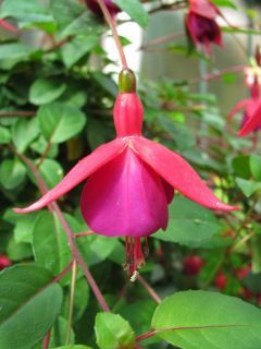 Fuchsienbild Dr. Foster 01