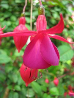 Fuchsienbild Dr. Foster 02