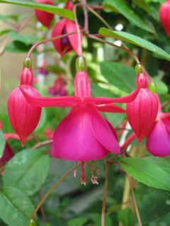 Fuchsienbild Dr. Foster 03