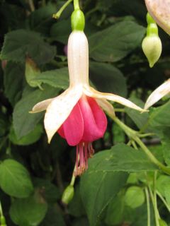 Fuchsienbild Duchess of Albany 01