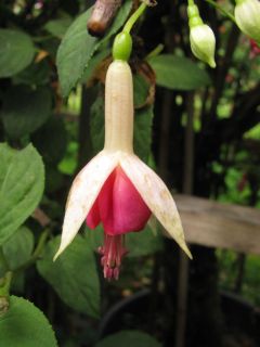 Fuchsienbild Duchess of Albany 02