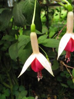 Fuchsienbild Duchess of Albany 03