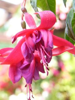 Fuchsienbild Dusky Rose 02