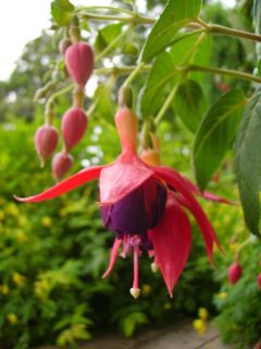 Fuchsia E. Bonnet 01