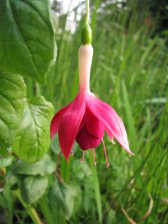 Fuchsia E. Bonnet 02