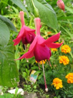 Fuchsia E. Bonnet 03