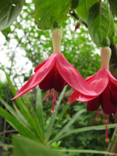 Fuchsia E. Bonnet 04