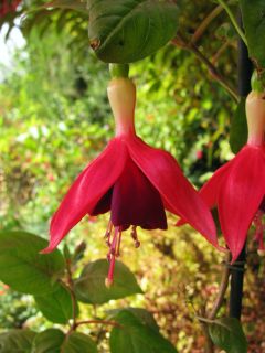 Fuchsia E. Bonnet 05