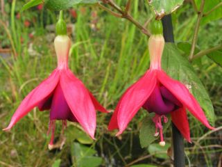 Fuchsia E. Bonnet 07