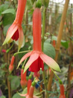 Fuchsia Earl of Beaconsfield 01