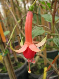 Fuchsia Earl of Beaconsfield 02