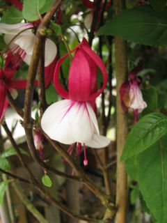 Fuchsia Earrebarre 01