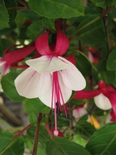 Fuchsia Earrebarre 02