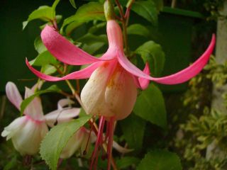 Fuchsia Eddna W. Smith 01