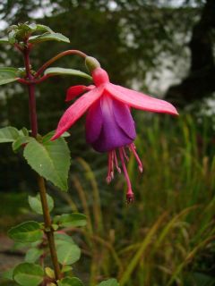 Fuchsia Eden Rock 01