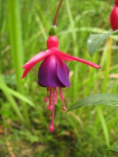 Fuchsia Eden Rock 02