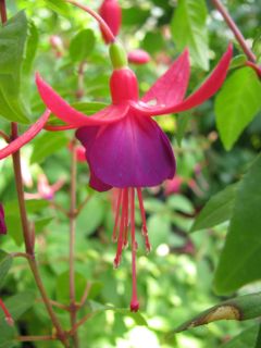 Fuchsia Eden Rock 03