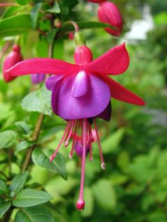 Fuchsia Eden Rock 04