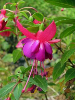 Fuchsia Eden Rock 05