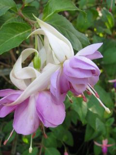 Fuchsia Edgar Schoefer 04