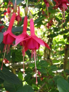 Fuchsia Eisfuchs 01