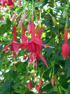 Fuchsia Eisfuchs 02