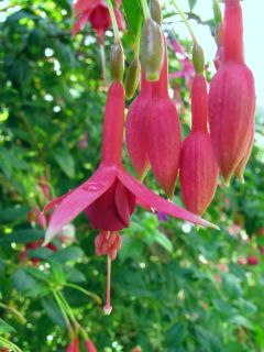 Fuchsia Eisfuchs 03