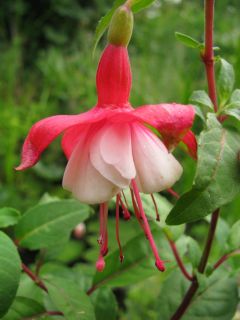 Fuchsia Eisleben 01