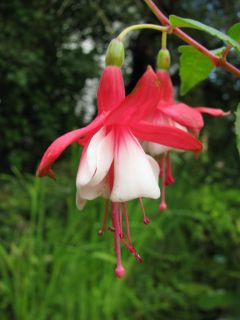 Fuchsia Eisleben 02