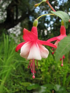 Fuchsia Eisleben 03