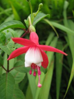 Fuchsia Eisleben 04