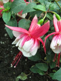 Fuchsia 