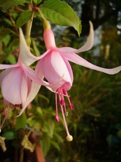 Fuchsia Eleanore Clark 02