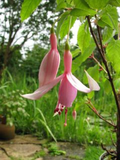 Fuchsia Eleanore Clark 04