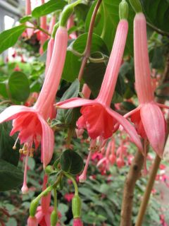 Fuchsia Elfriede Ott 01