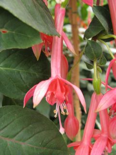 Fuchsia Elfriede Ott 02