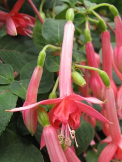 Fuchsia Elfriede Ott 03